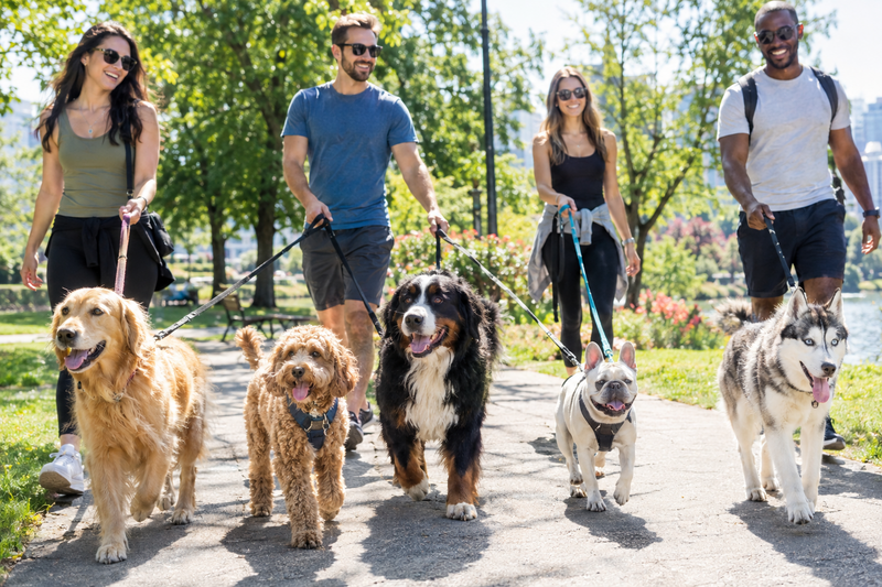Pet-Collars-Harnesses-Leashes Robins Nest Home
