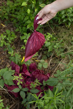 Plant Based Compostable Waste Bags