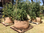 Smart Pot Fabric Planter